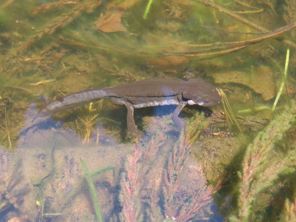 Japanese Fire-bellied Newt