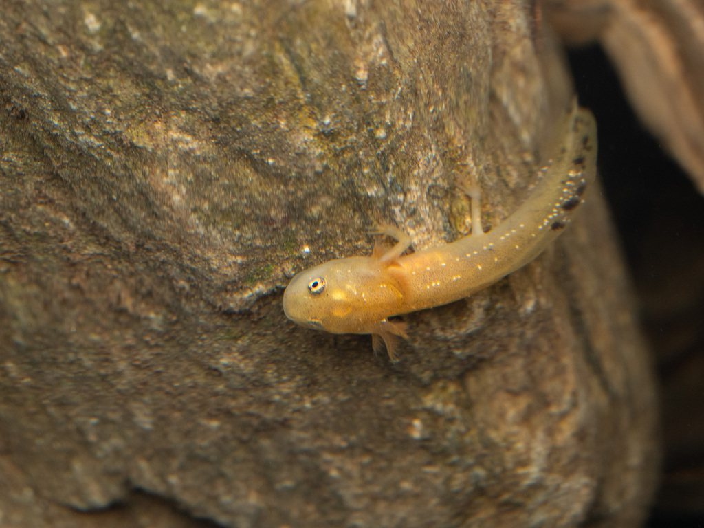 Anderson's Crocodile Newt