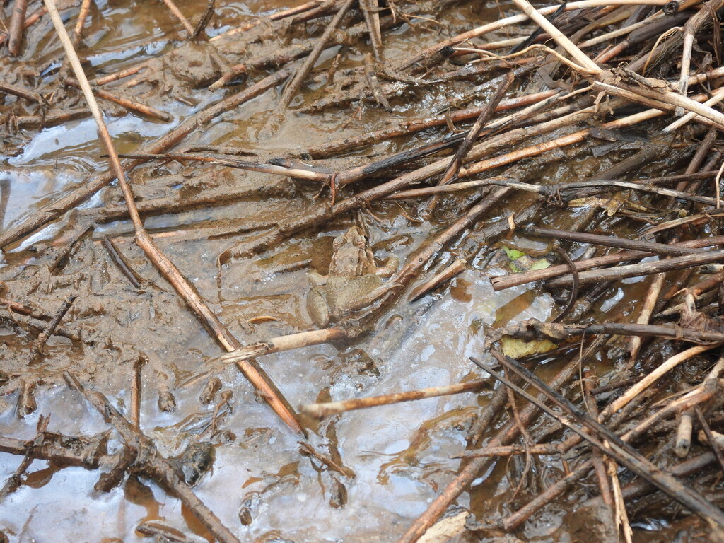 Asian Grass Frog