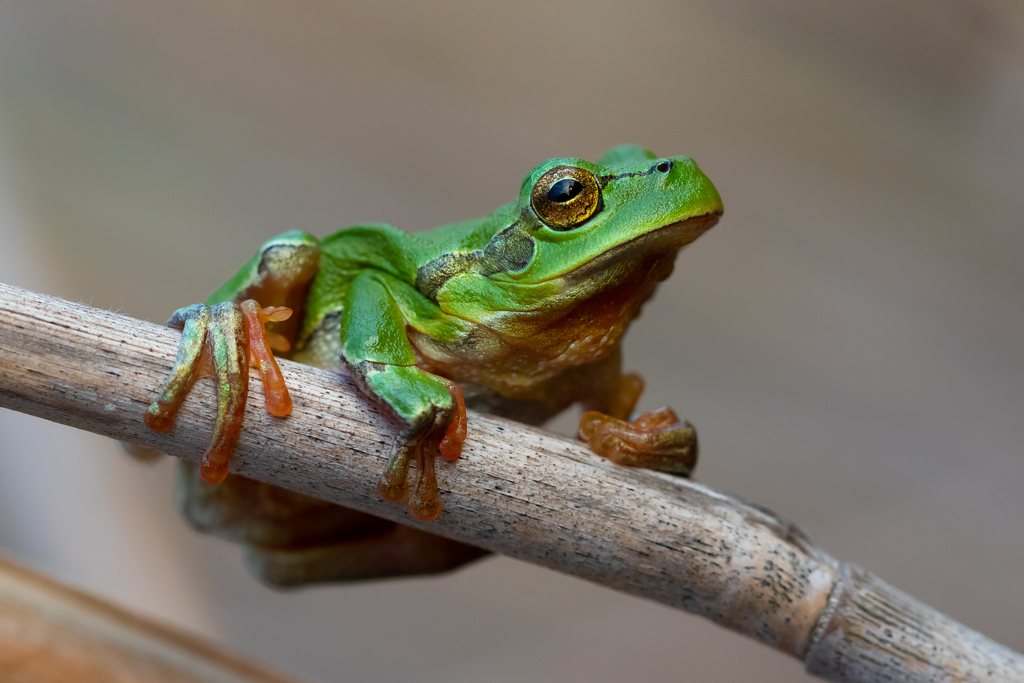 European Tree Frog