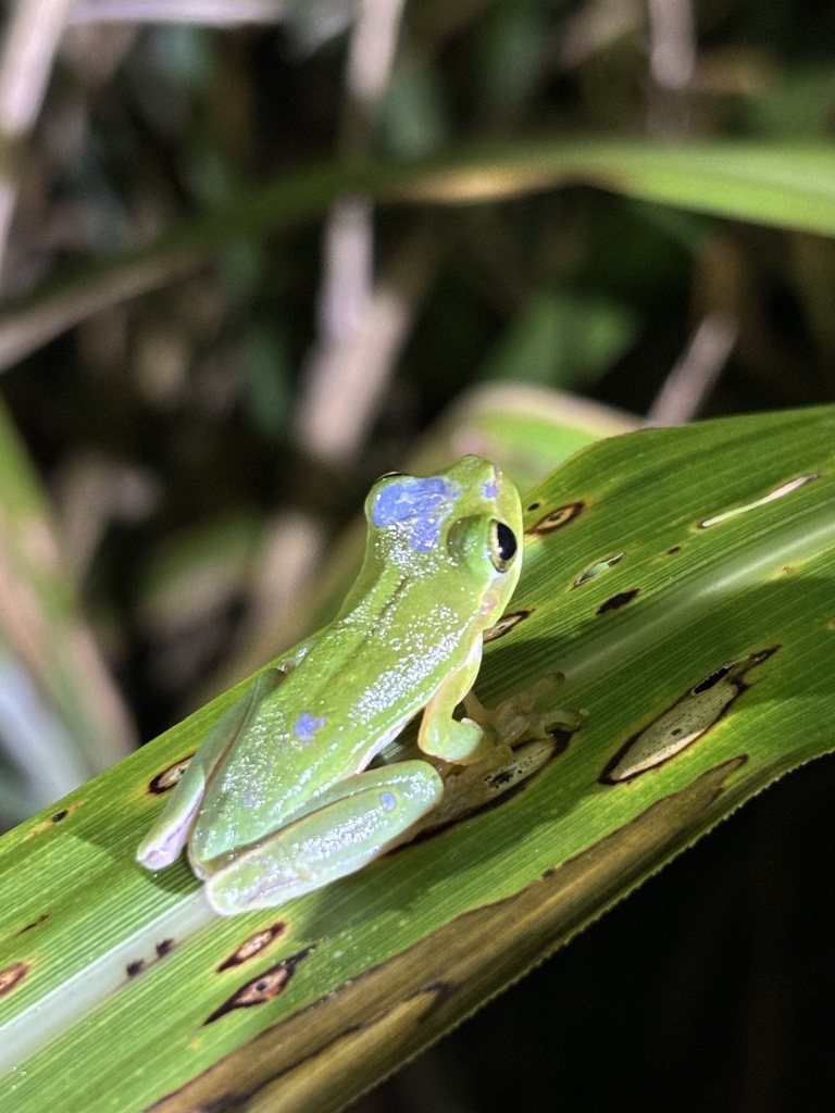 Hallowell's Tree Frog