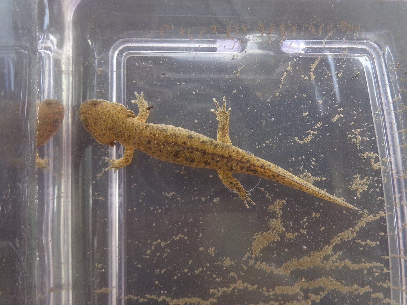 Oita Salamander