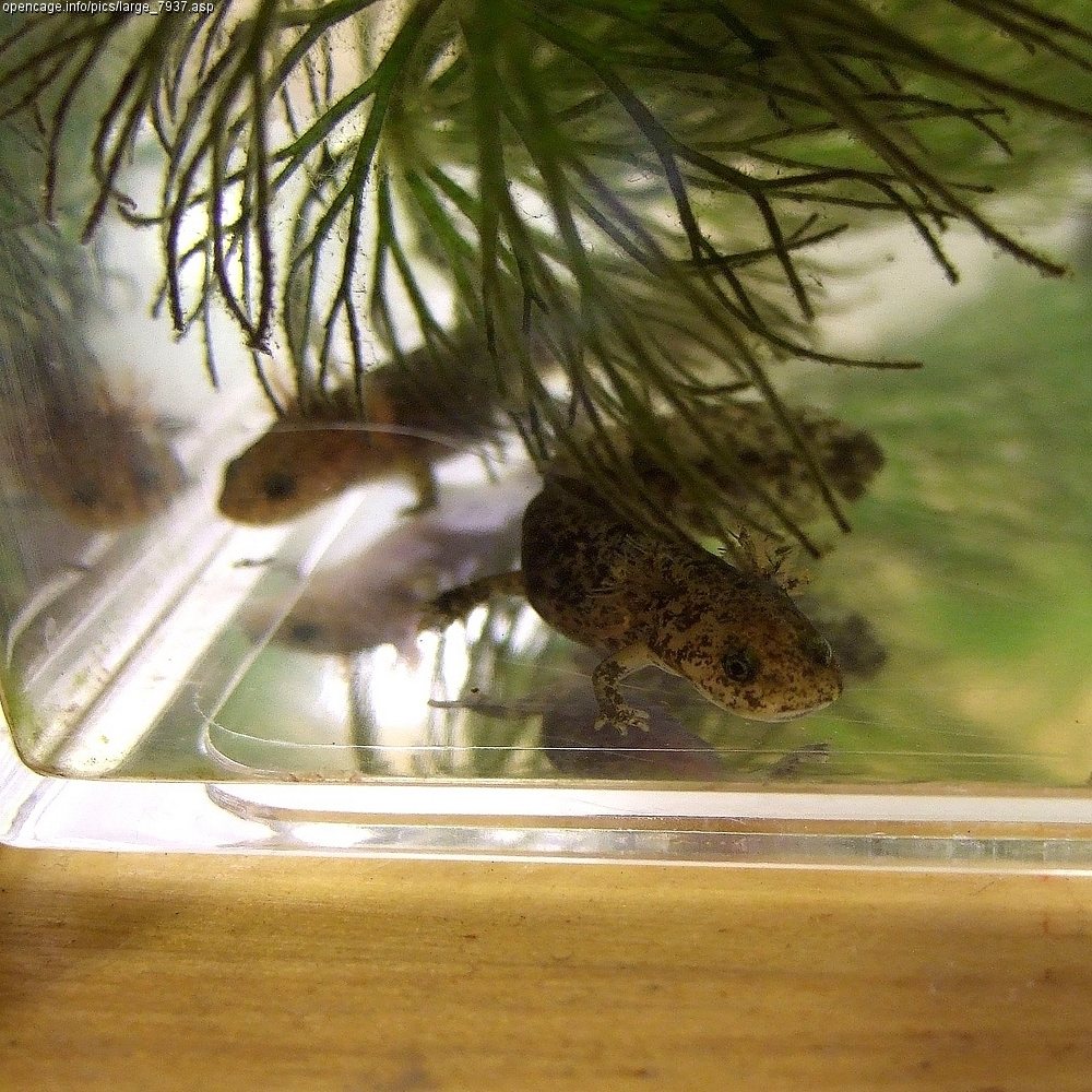Hida Salamander