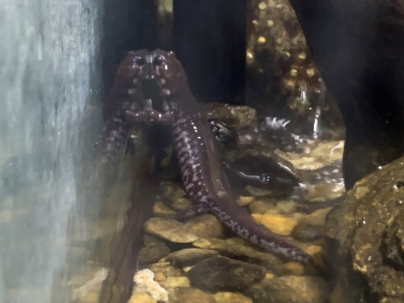 Spotted Salamander