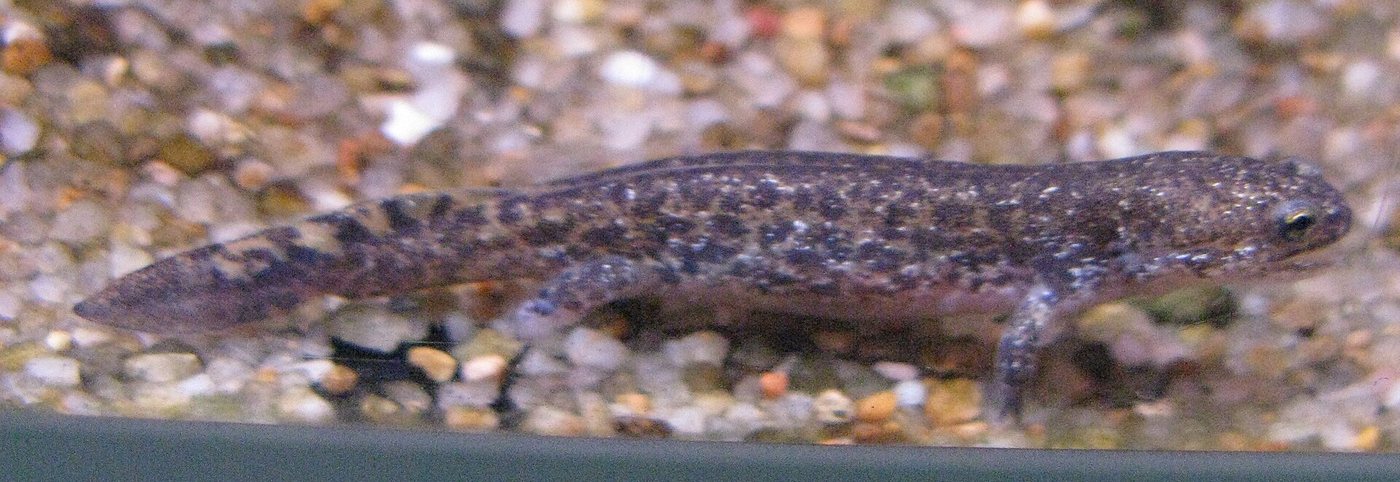Hynobius nebulosus