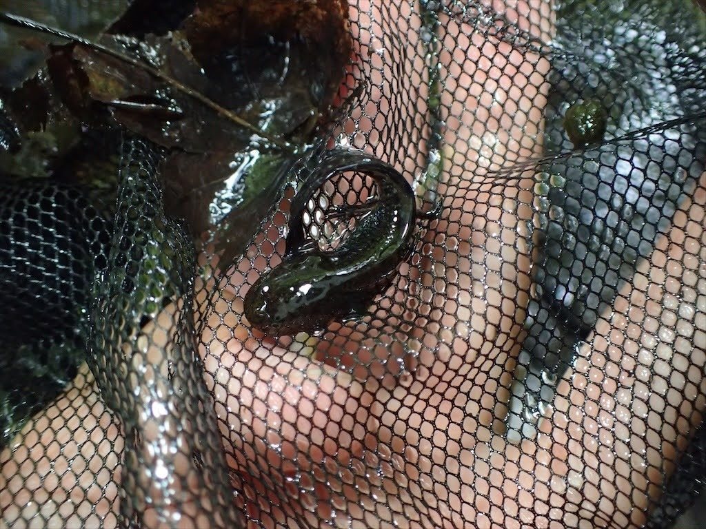 Japanese Black Salamander