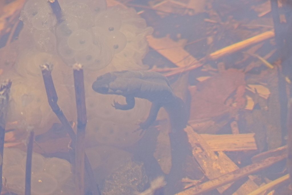 Ezo Salamander