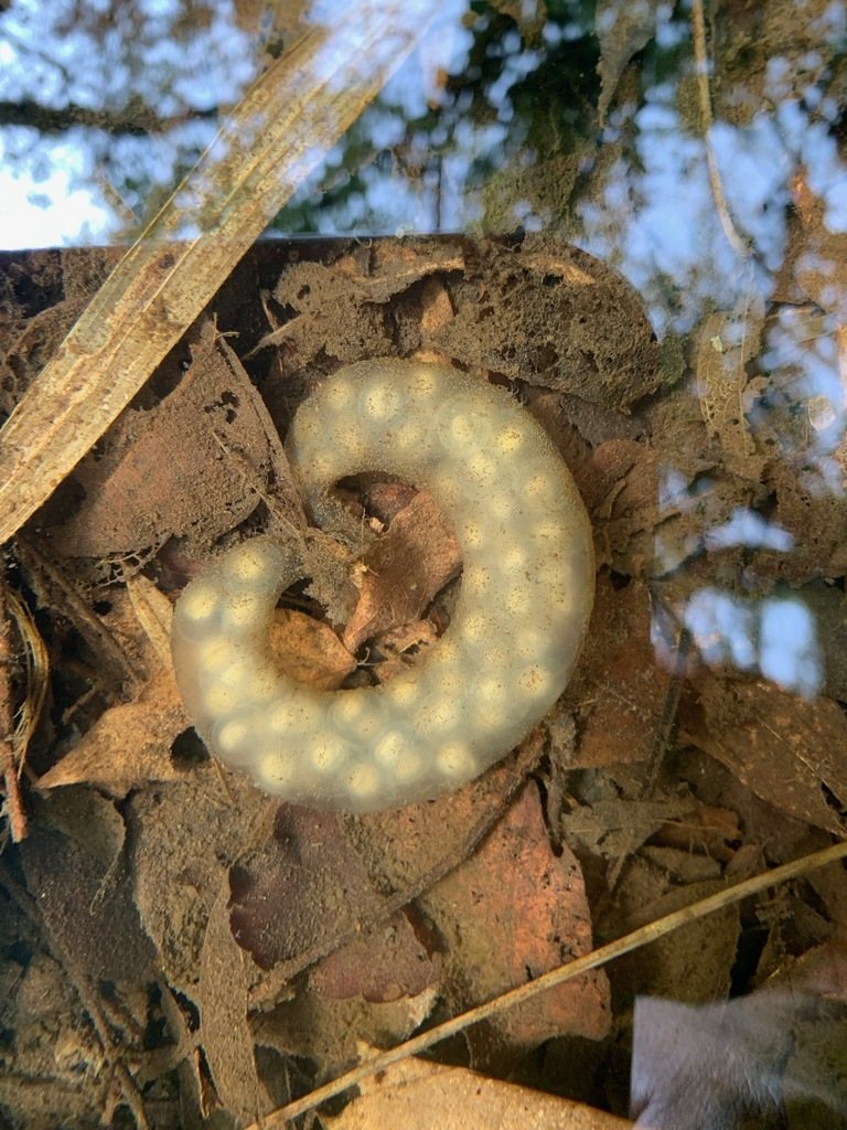 Tokyo Salamander