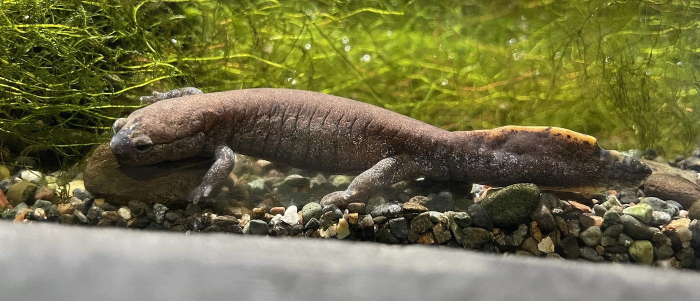 Hynobius vandenburghi