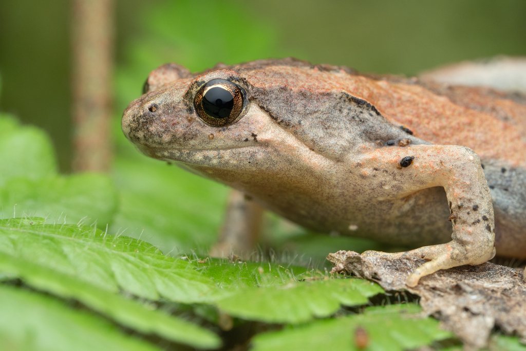 Microhyla kuramotoi