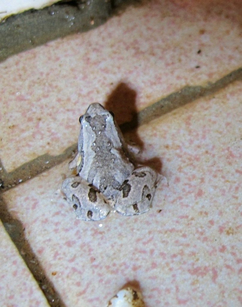 Ornate Narrow-mouthed Toad