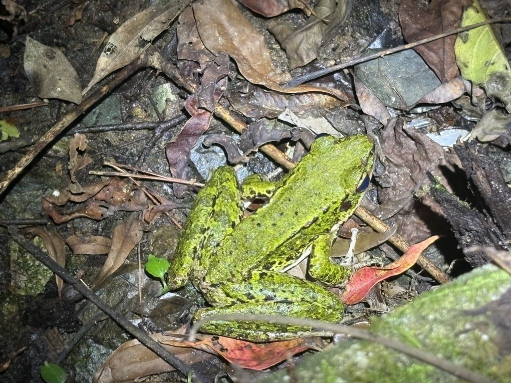 Amami Tip-nosed Frog