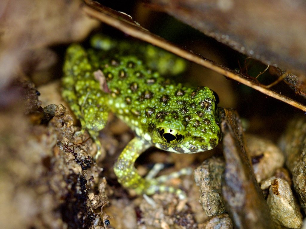 Ishikawa's Frog