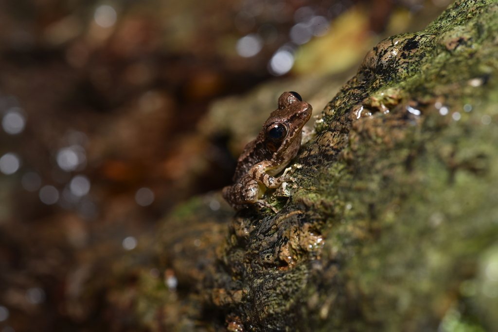 Ryukyu Tip-nosed Frog