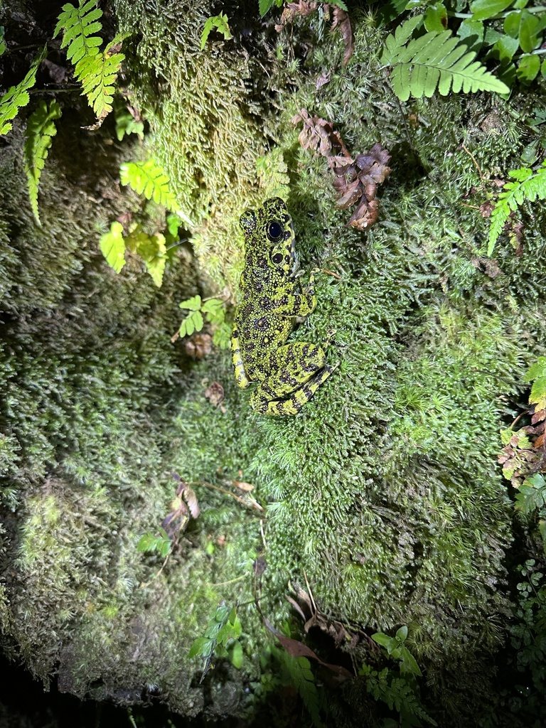 Odorrana splendida