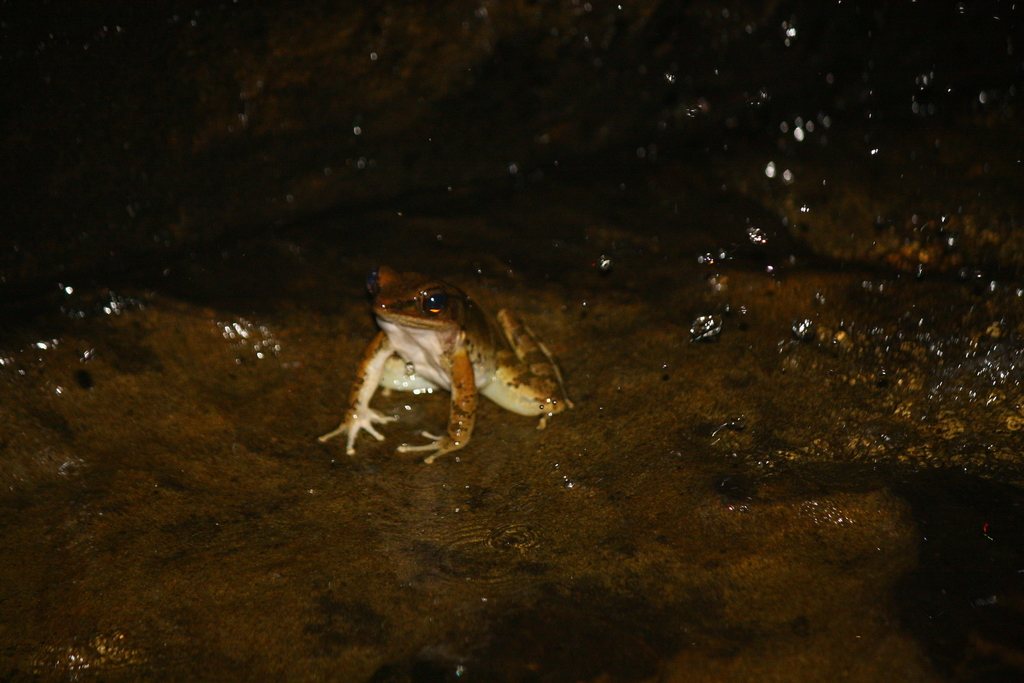 Odorrana supranarina