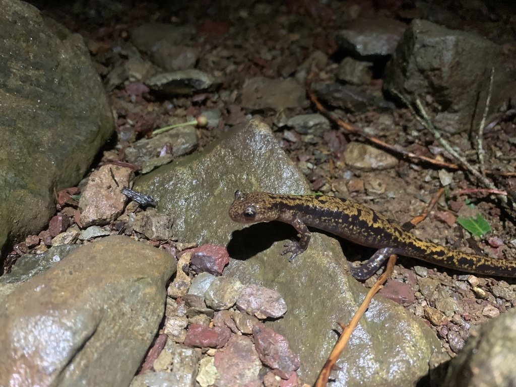Japanese Clawed Salamander