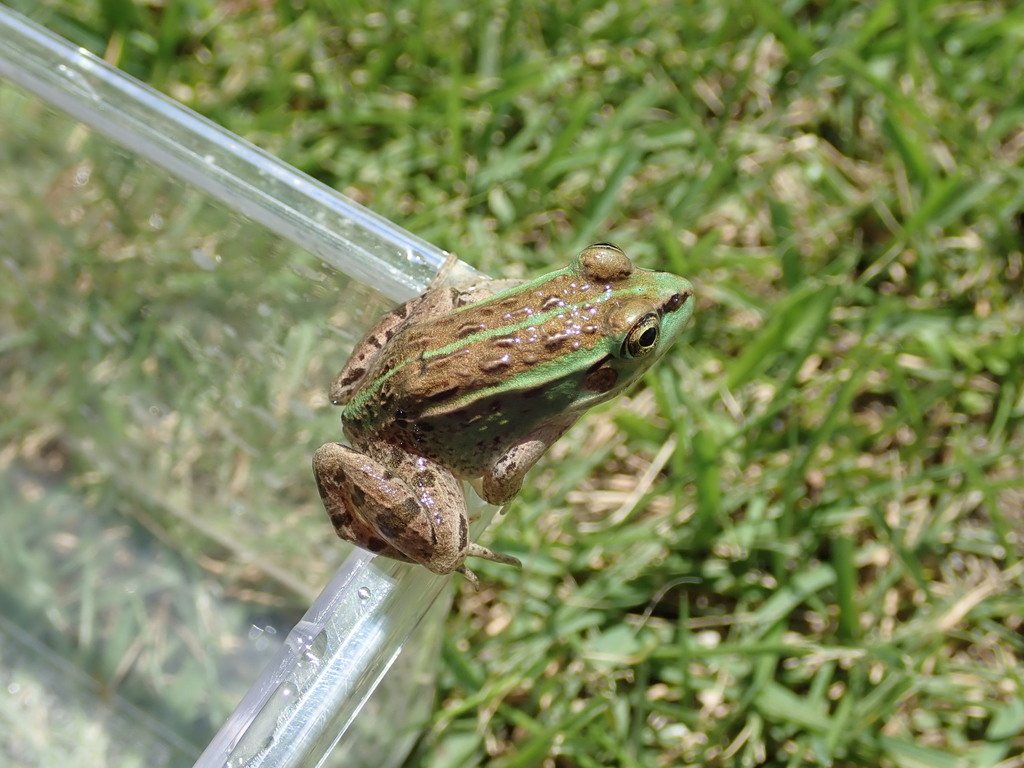 Daruma Pond Frog