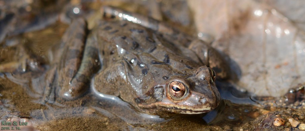 Dybowski's Frog