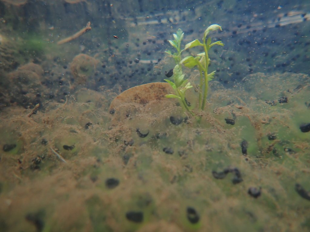 Montane Brown Frog