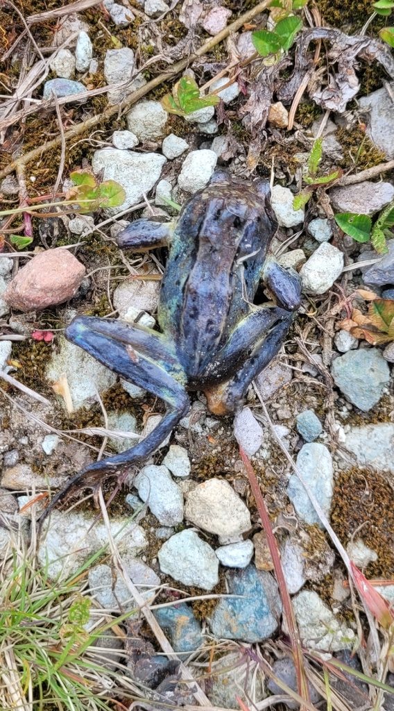 Hokkaidō Frog