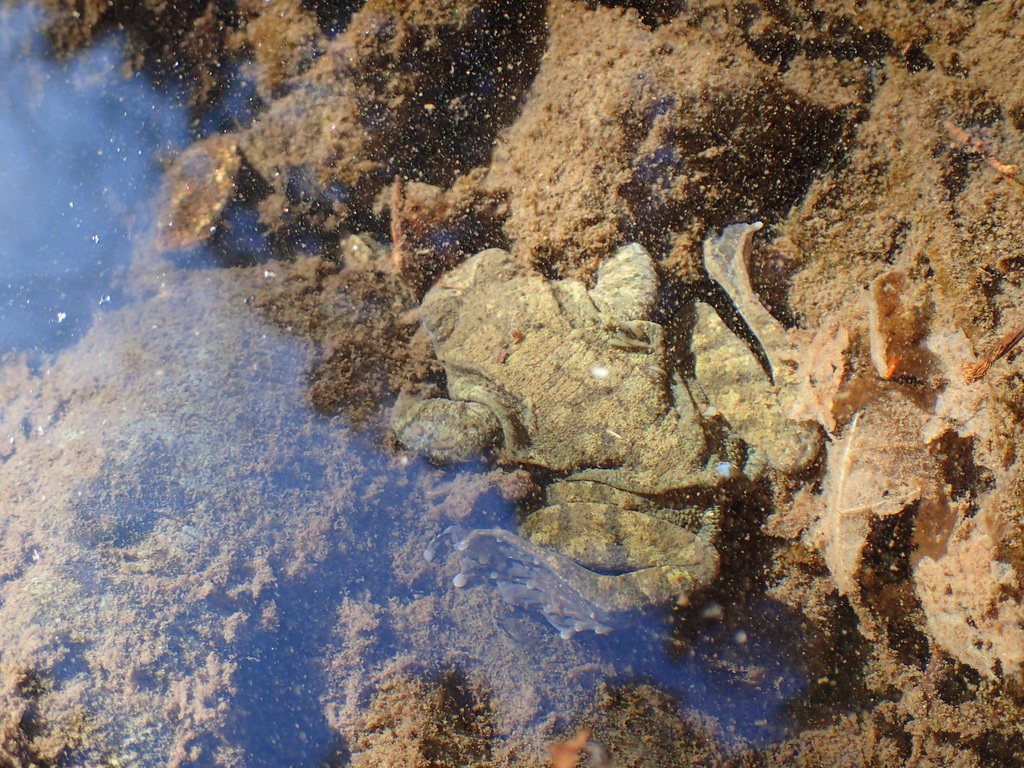 Stream Brown Frog