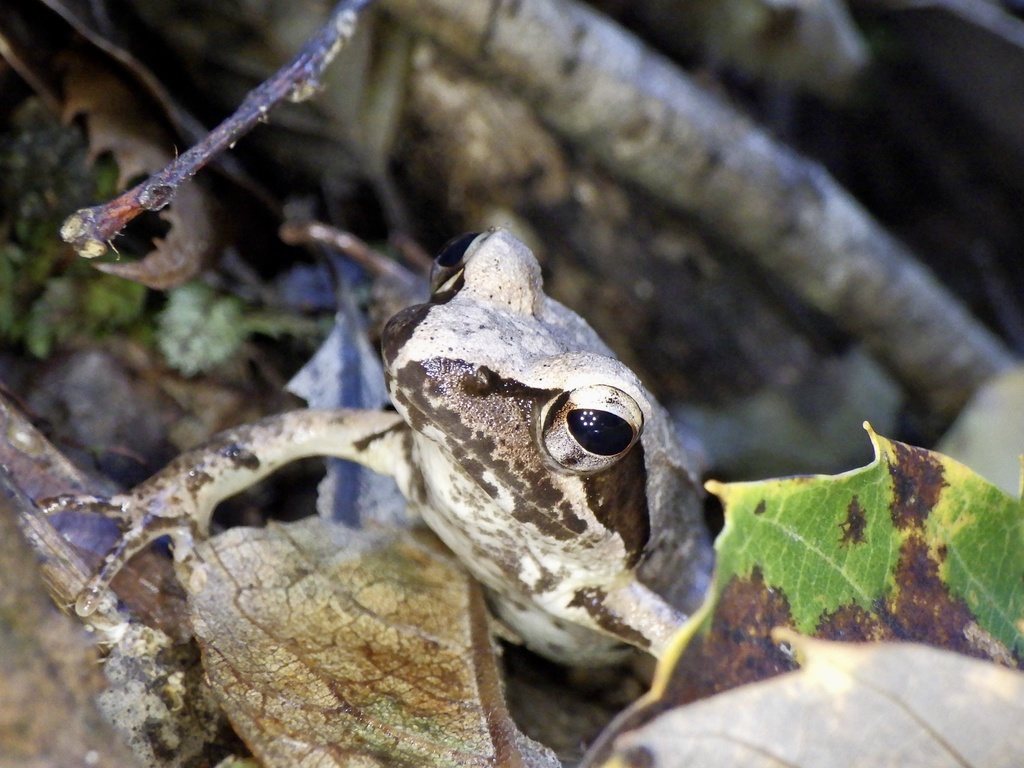 Tago's Brown Frog