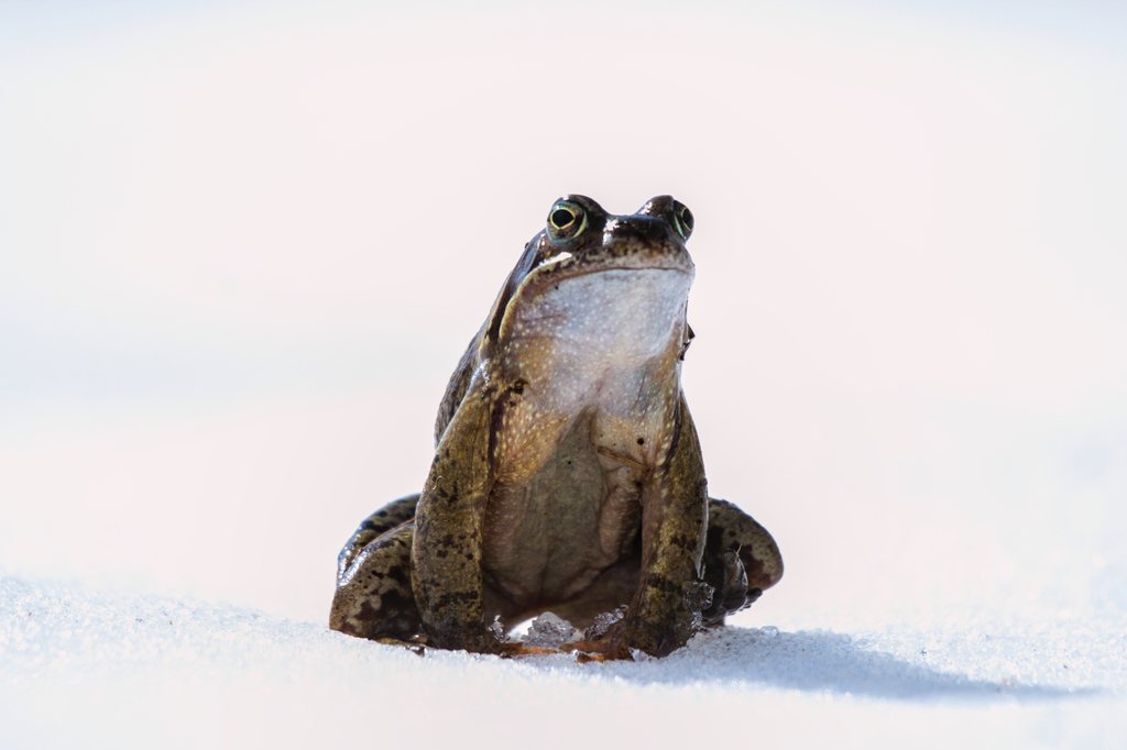 Common Frog