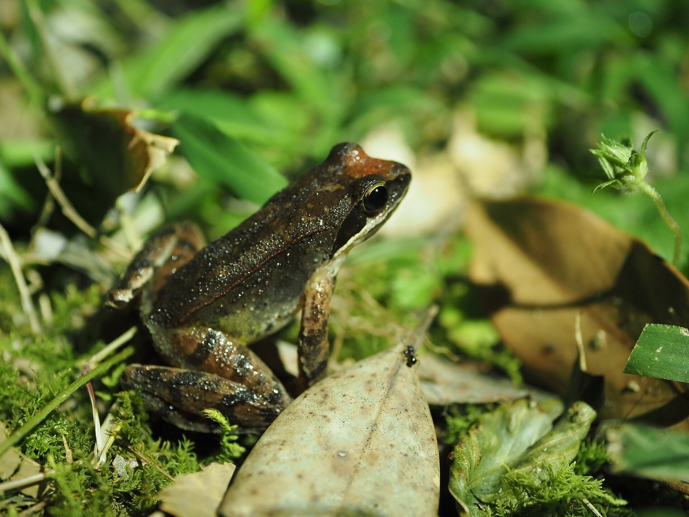 Tsushima Brown Frog
