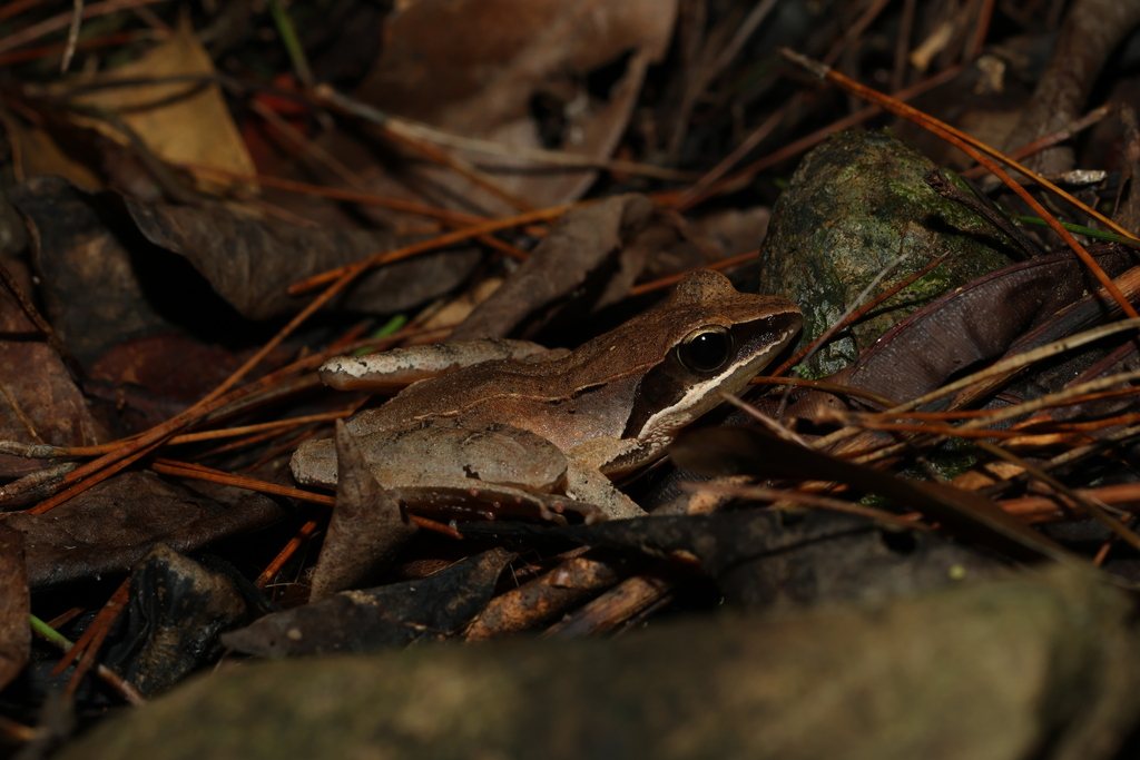 Rana ulma