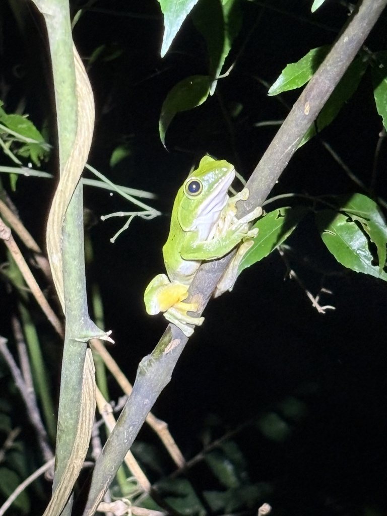 Zhangixalus amamiensis