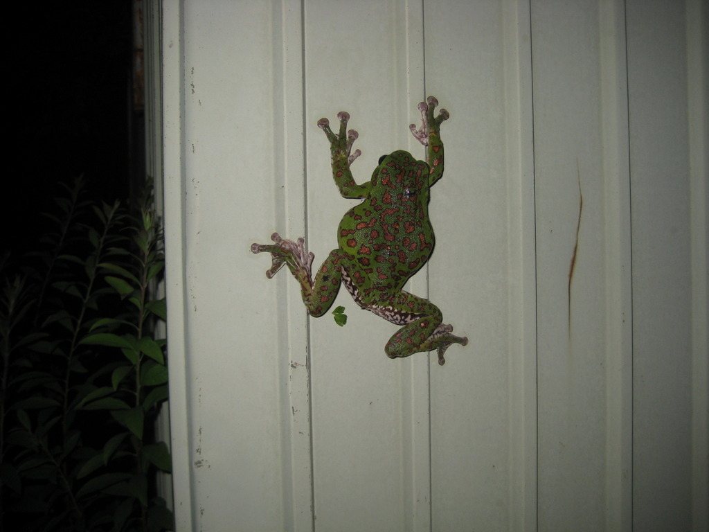 Forest Green Tree Frog