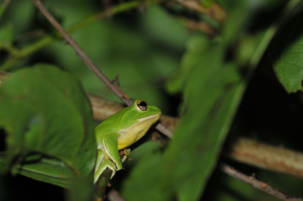 Zhangixalus owstoni