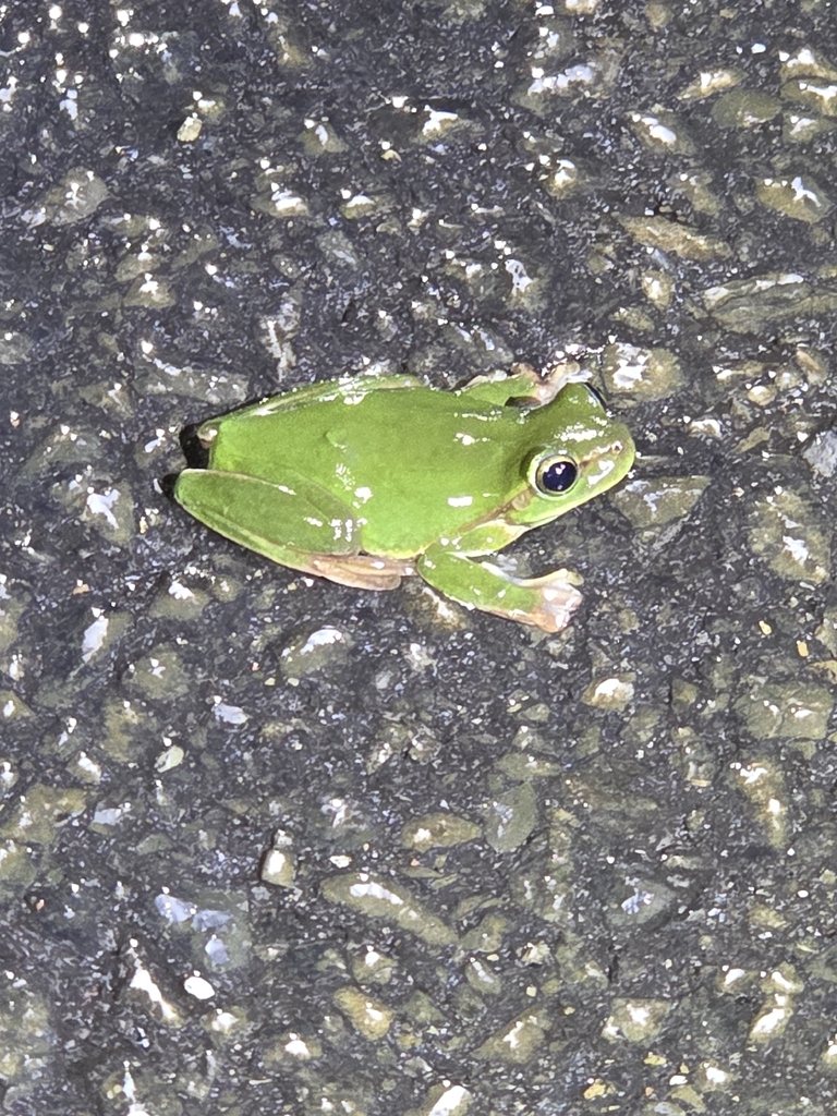 Zhangixalus viridis