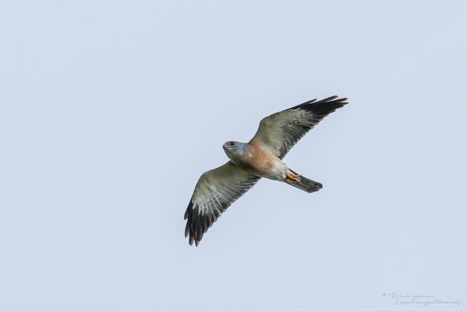 Chinese Sparrowhawk