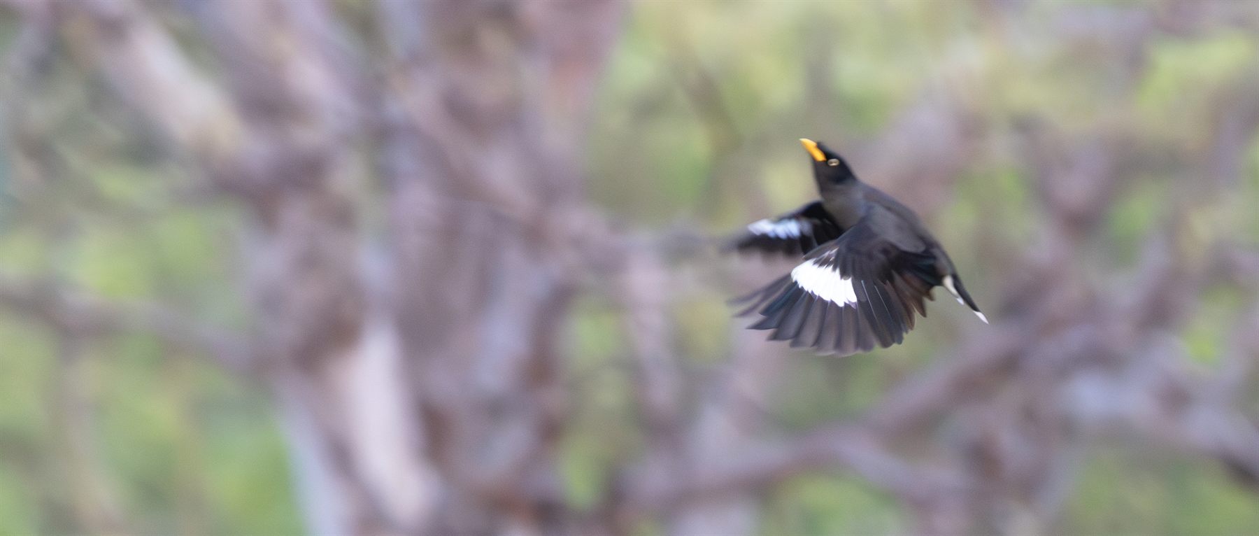 Javan Myna