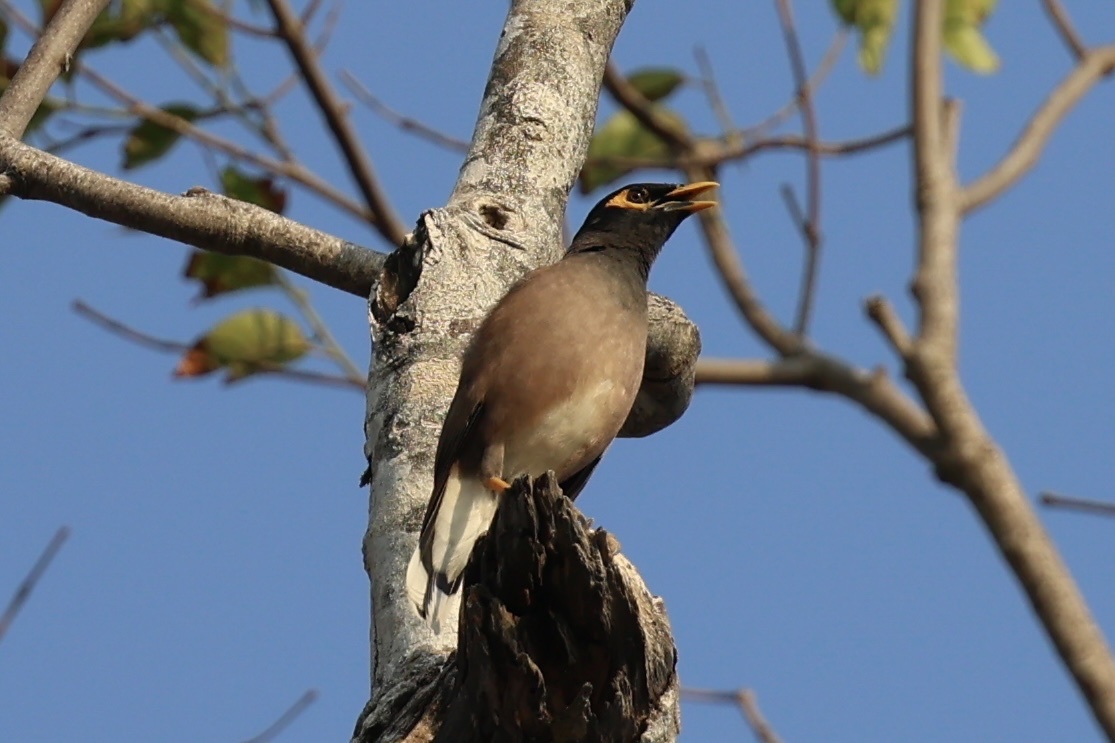Common Myna