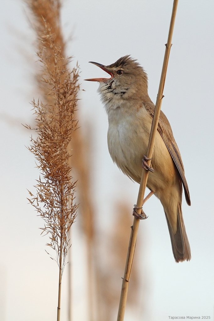 Great Reed Warbler