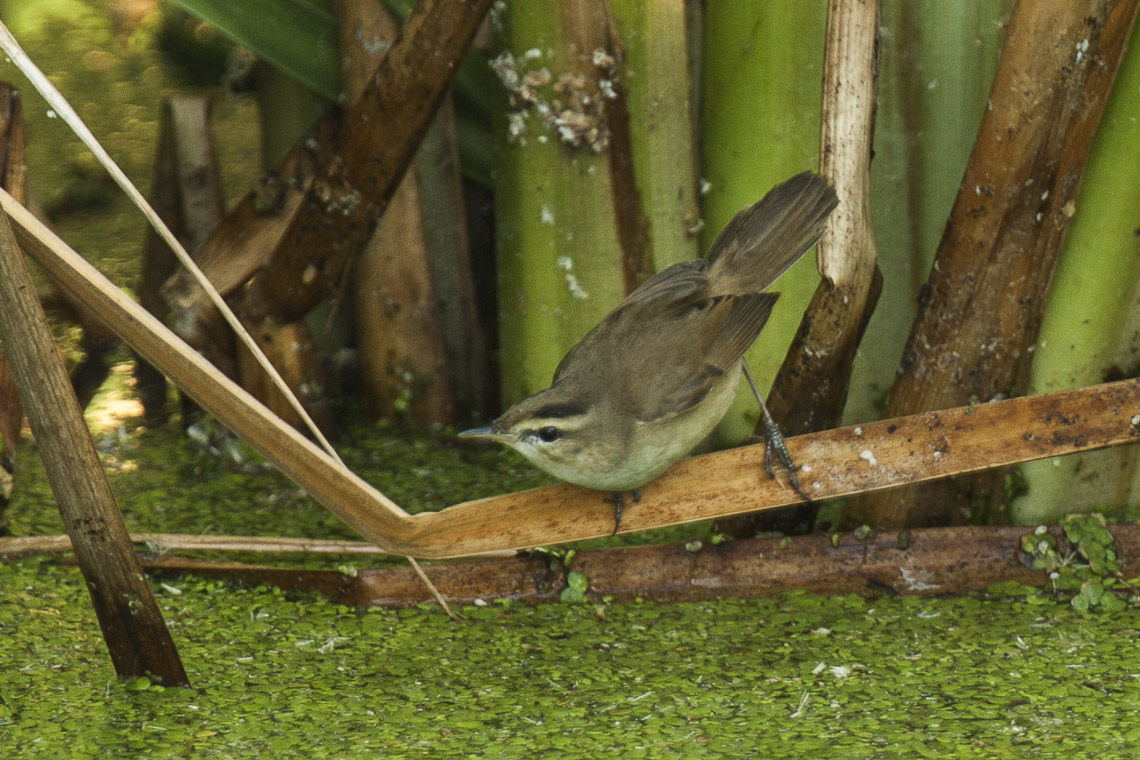 Black-browed Reed Warbler