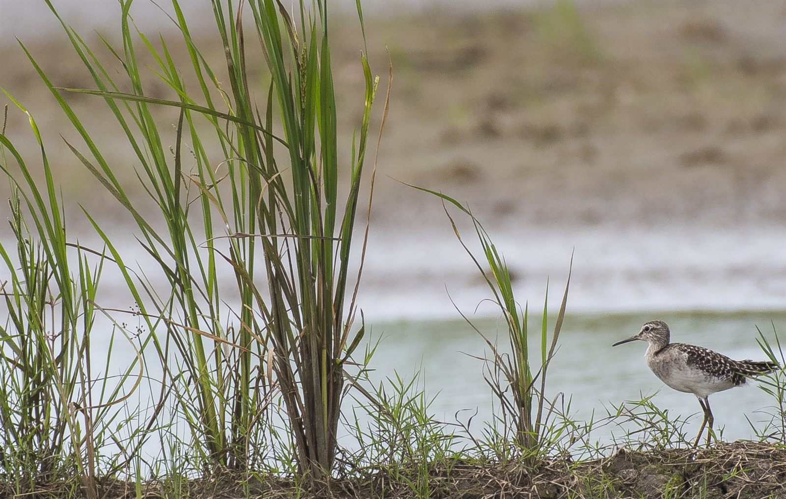 Common Sandpiper