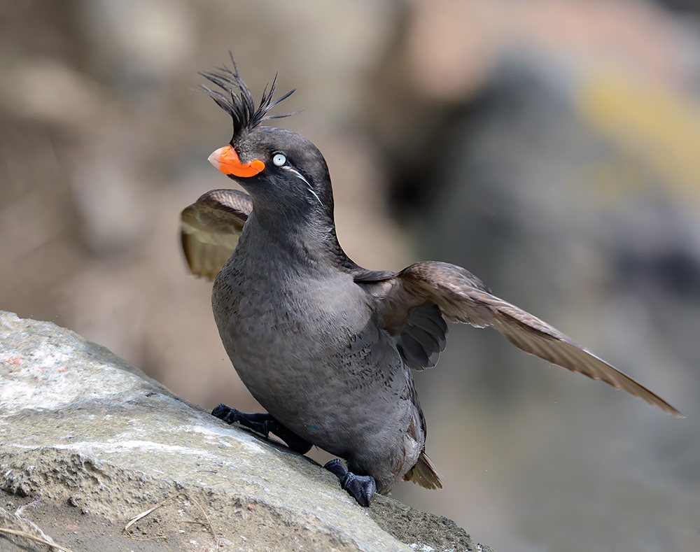 Crested Auklet