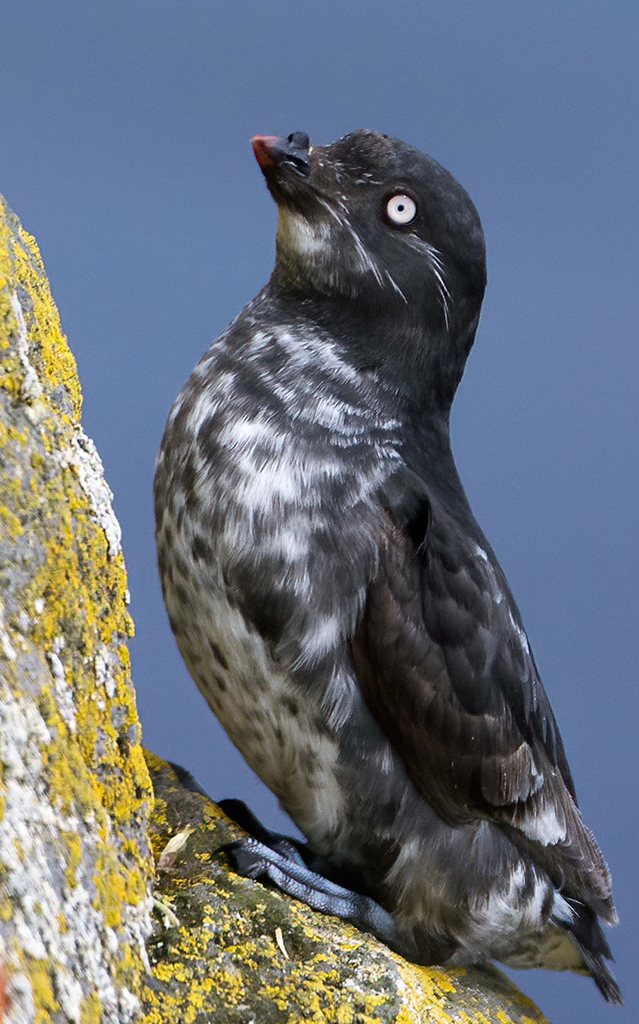 Least Auklet