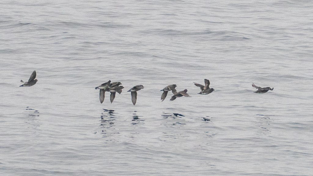 Whiskered Auklet