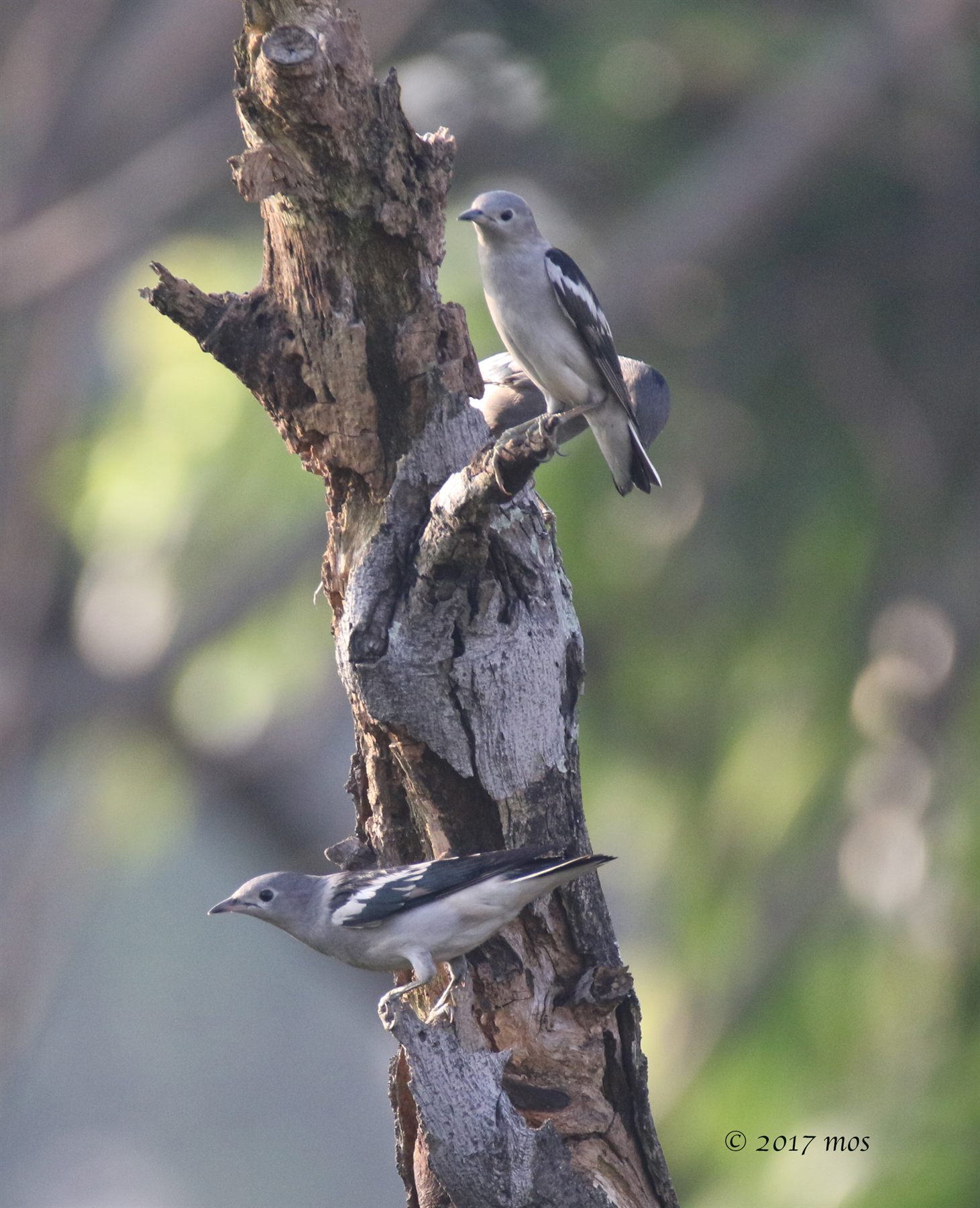 Daurian Starling
