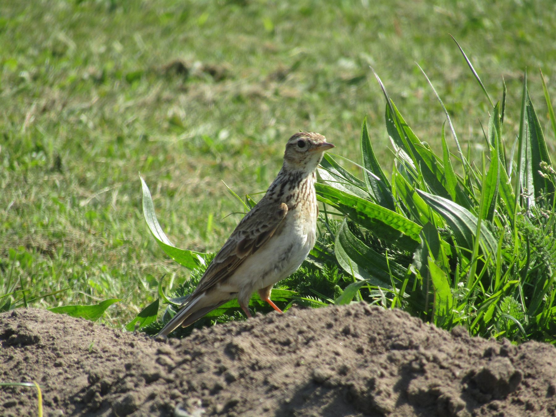 Eurasian Skylark