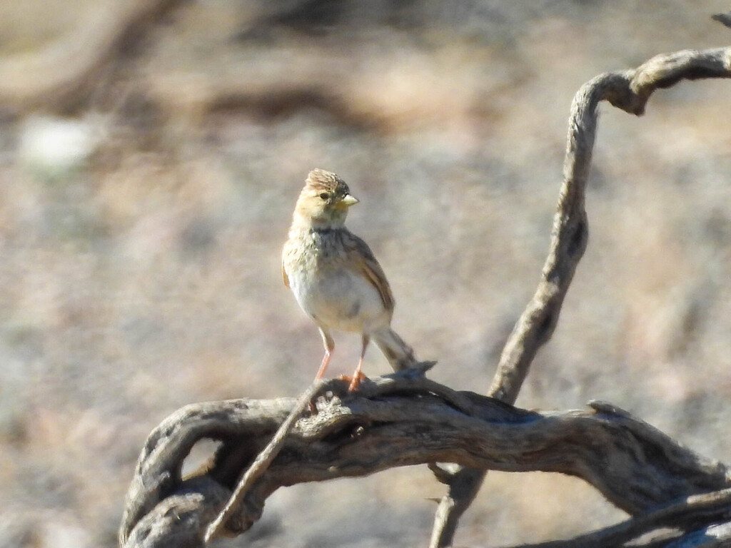 Asian Short-toed Lark