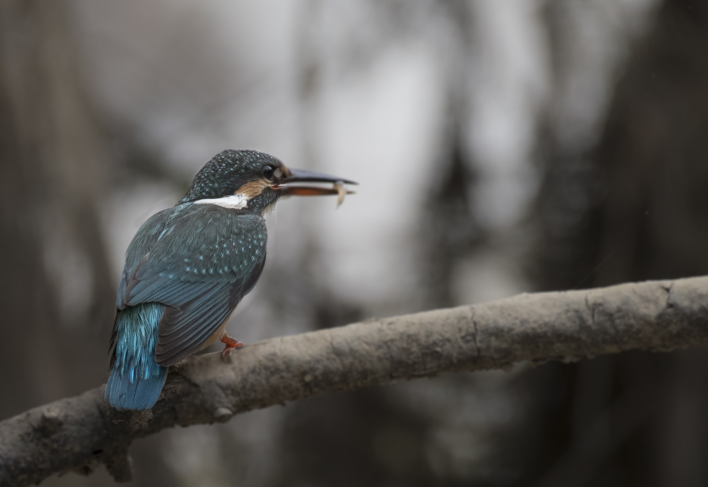 Common Kingfisher