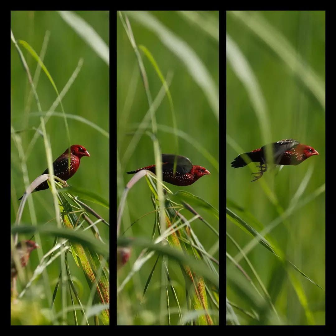 Red Avadavat