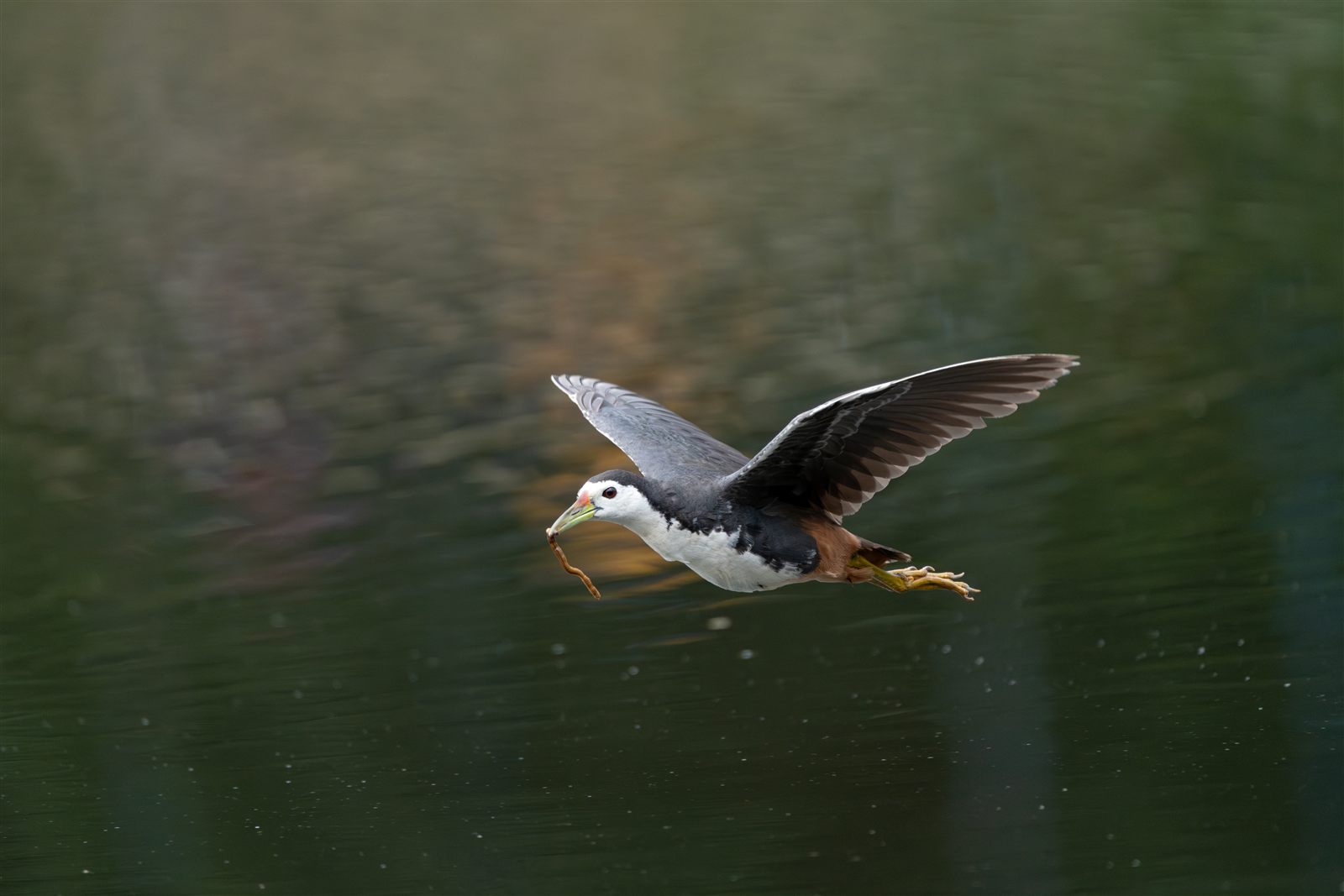 White-breasted Waterhen