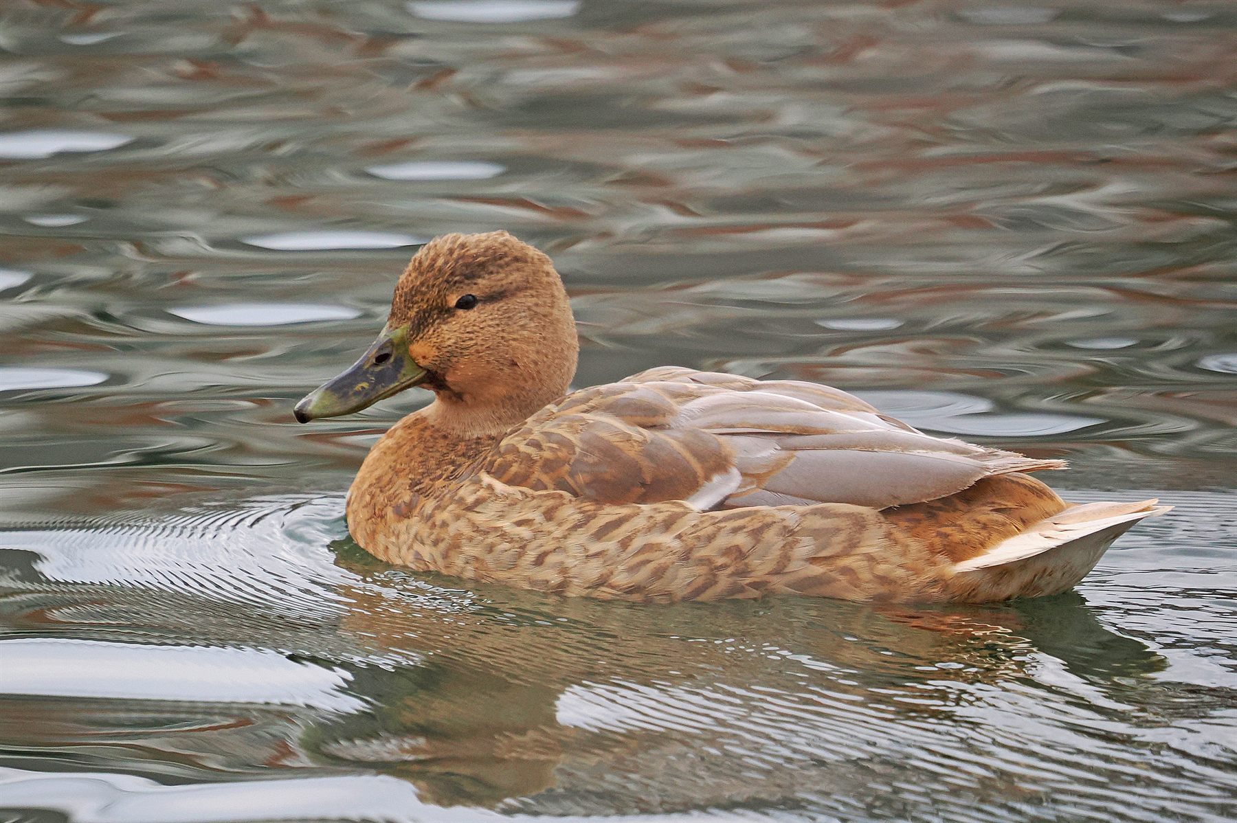 Mallard